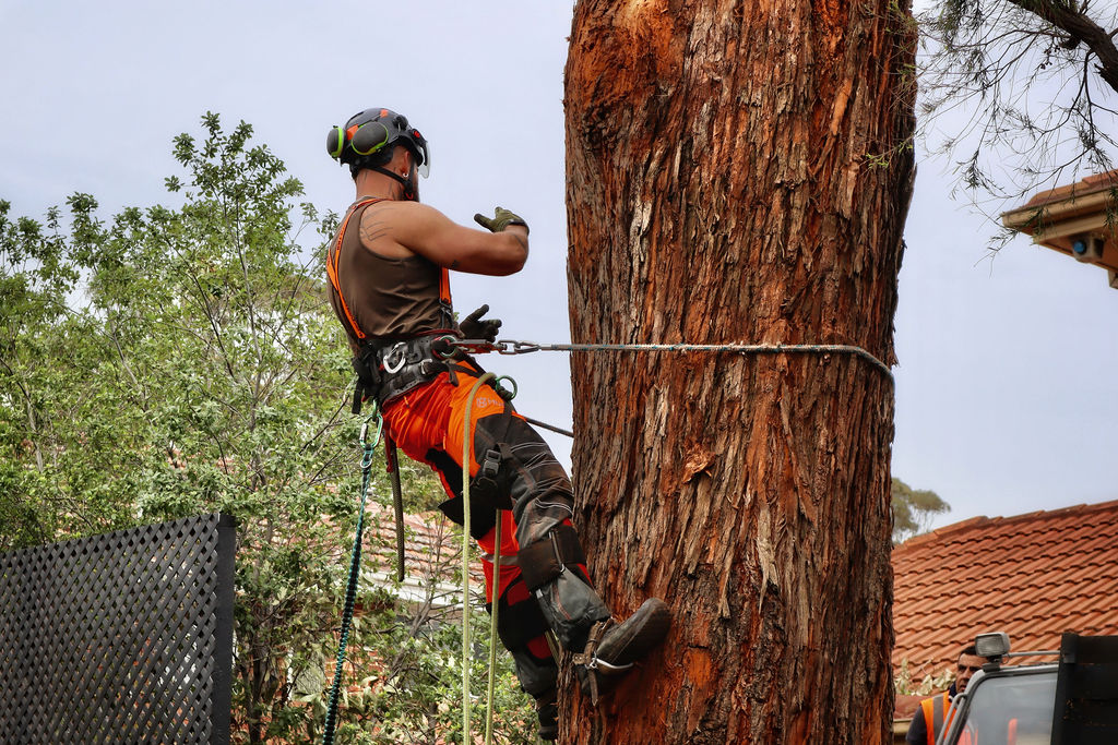 Richmond Tree Specialists arborist safely working on a large tree