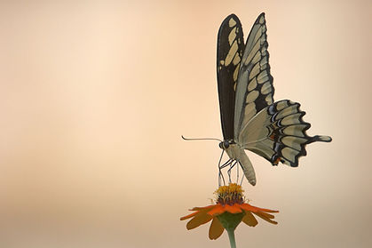 Swallowtail butterfly with black and cream wings perched on an orange zinnia against a soft peach background Swallowtail butterfly with black and cream wings perched on an orange zinnia against a soft peach background