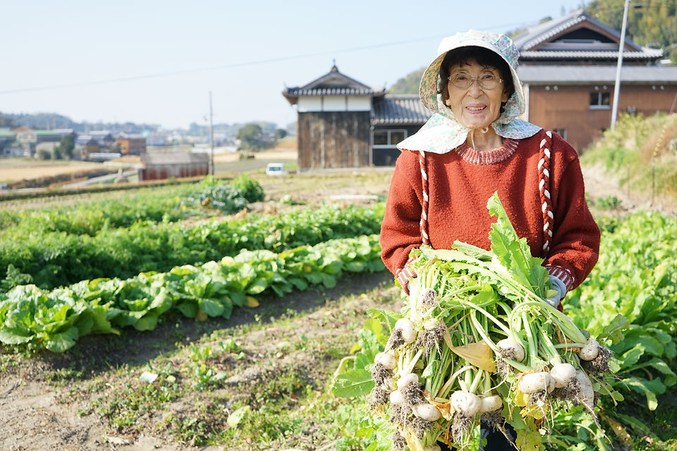 Smiling older woman in a floral bonnet and red sweater holding an armful of freshly picked white turnips in a vegetable garden, with traditional wooden houses behind her Smiling older woman in a floral bonnet and red sweater holding an armful of freshly picked white turnips in a vegetable garden, with traditional wooden houses behind her