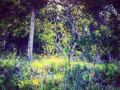 Sunlit patch of tall green grass in a quiet woodland, framed by pale tree trunks and dense leafy branches