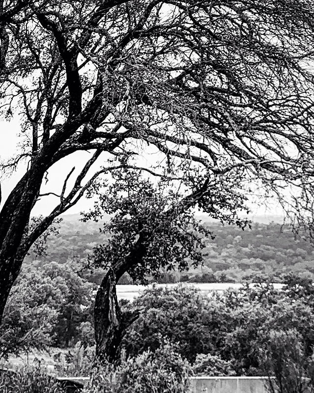 Black and white photo of twisting tree branches framing a view of rolling wooded hills Black and white photo of twisting tree branches framing a view of rolling wooded hills