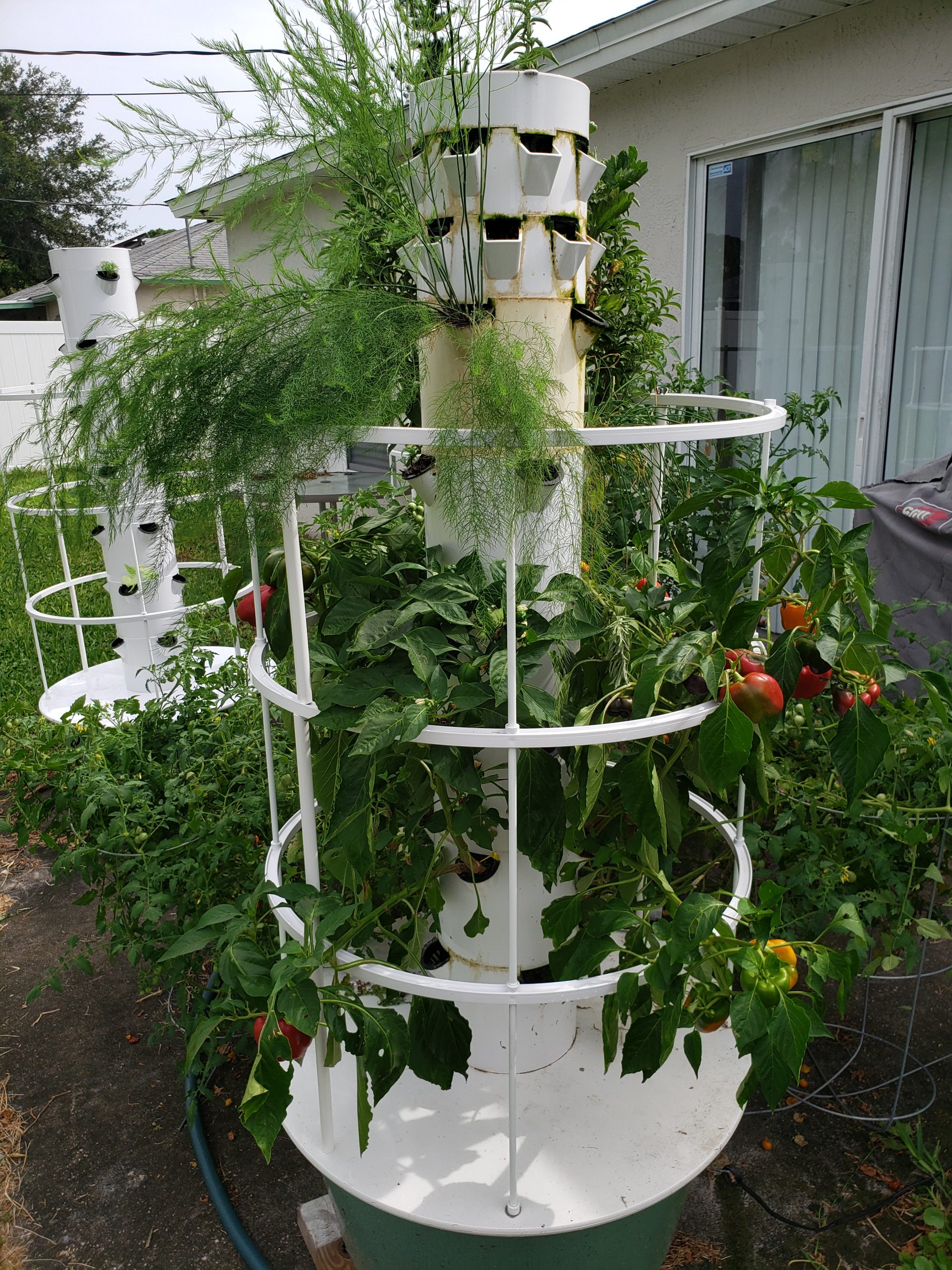 Jen's garden