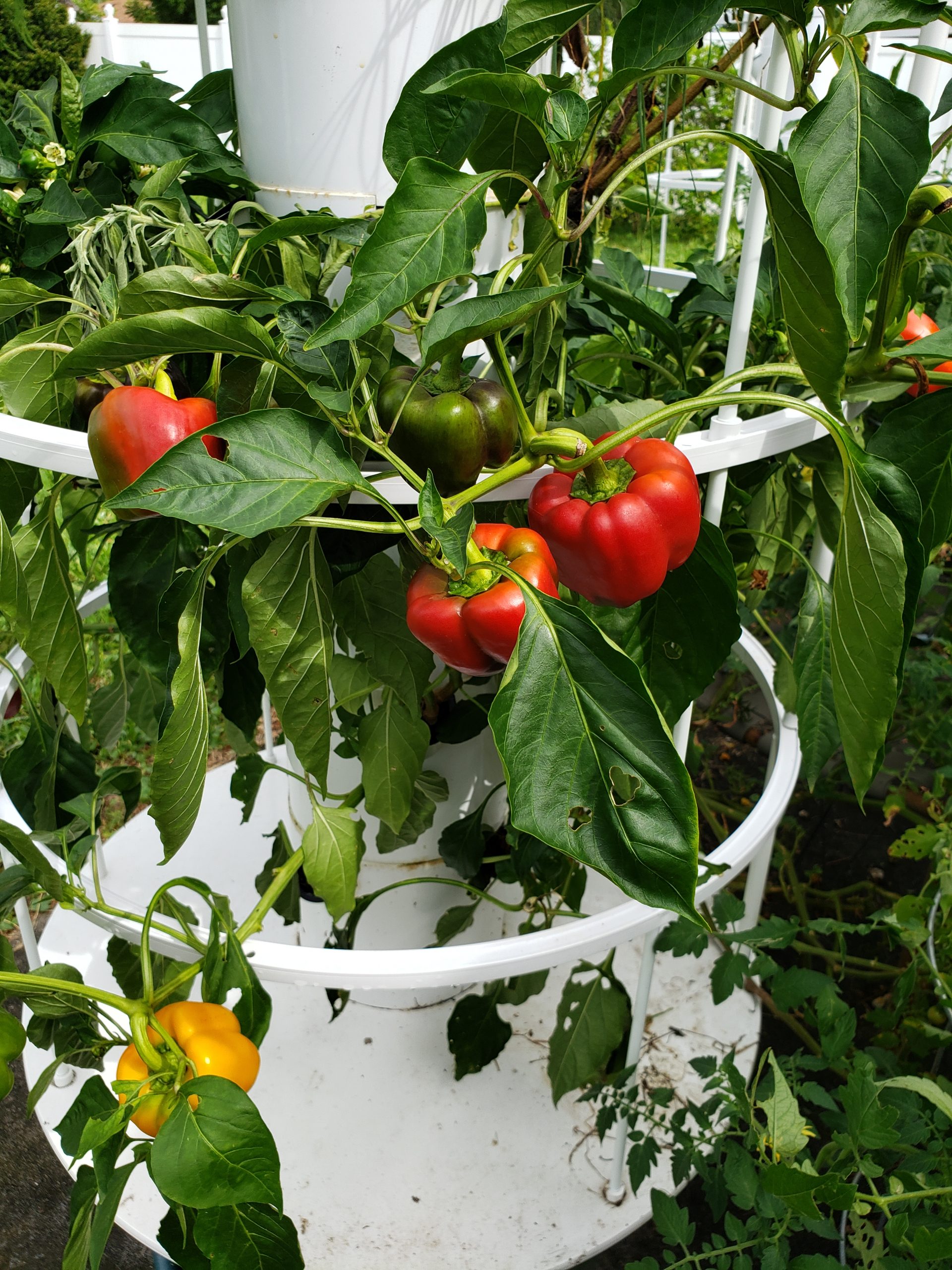 Jen's garden