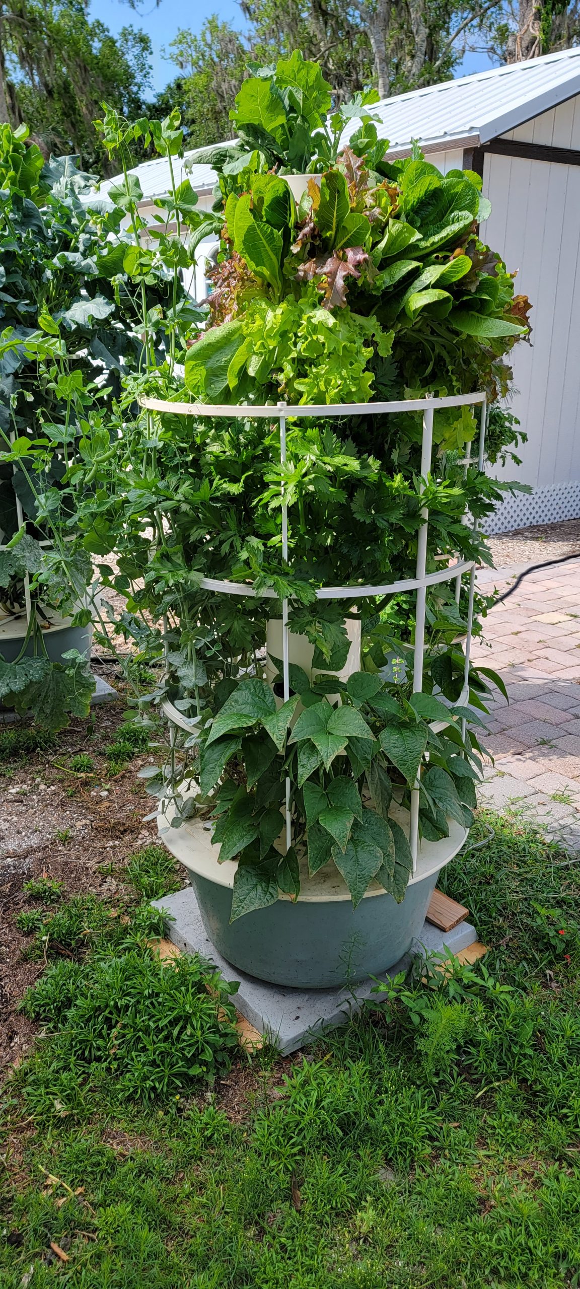 Jen's garden