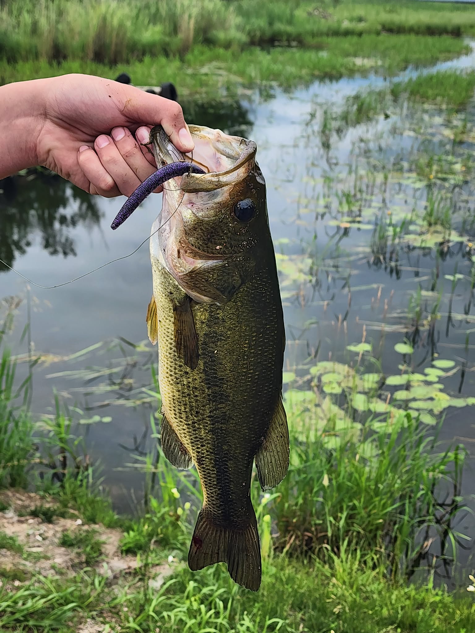 Fish caught using a Rach's Custom Baits lure