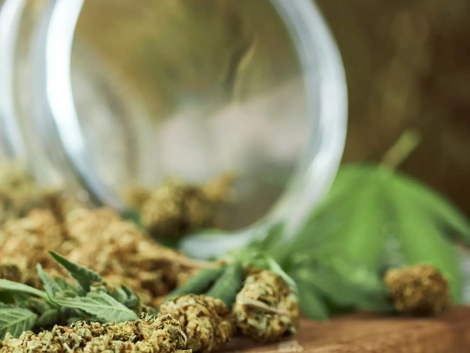 Close-up of marijuana buds and cannabis leaves used for educational content about cannabis risks. 🌿