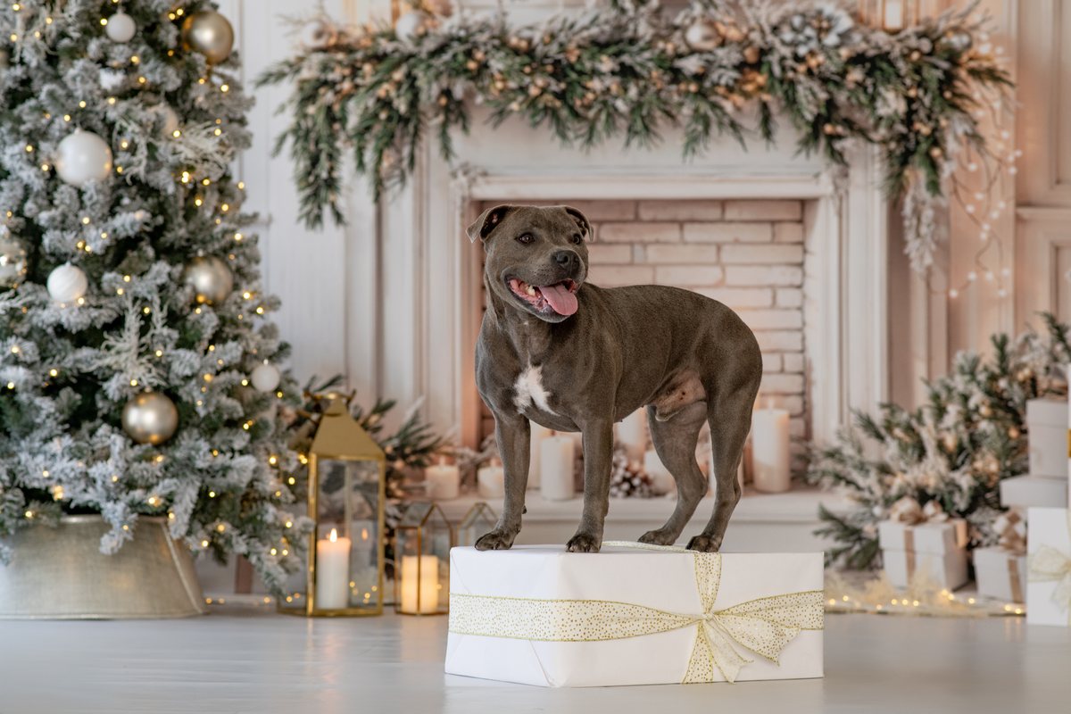 Two parents, two daughters and their dog posing together on the Christmas studio set.