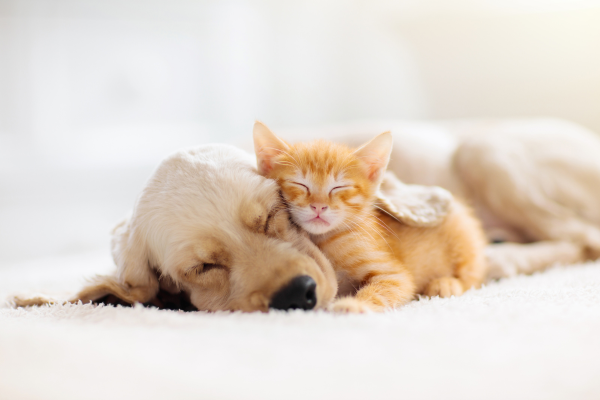 puppy and kitten sleeping puppy and kitten sleeping