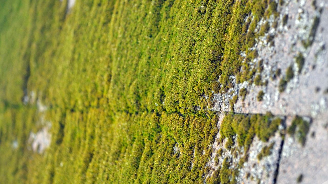 Moss removal project on roof