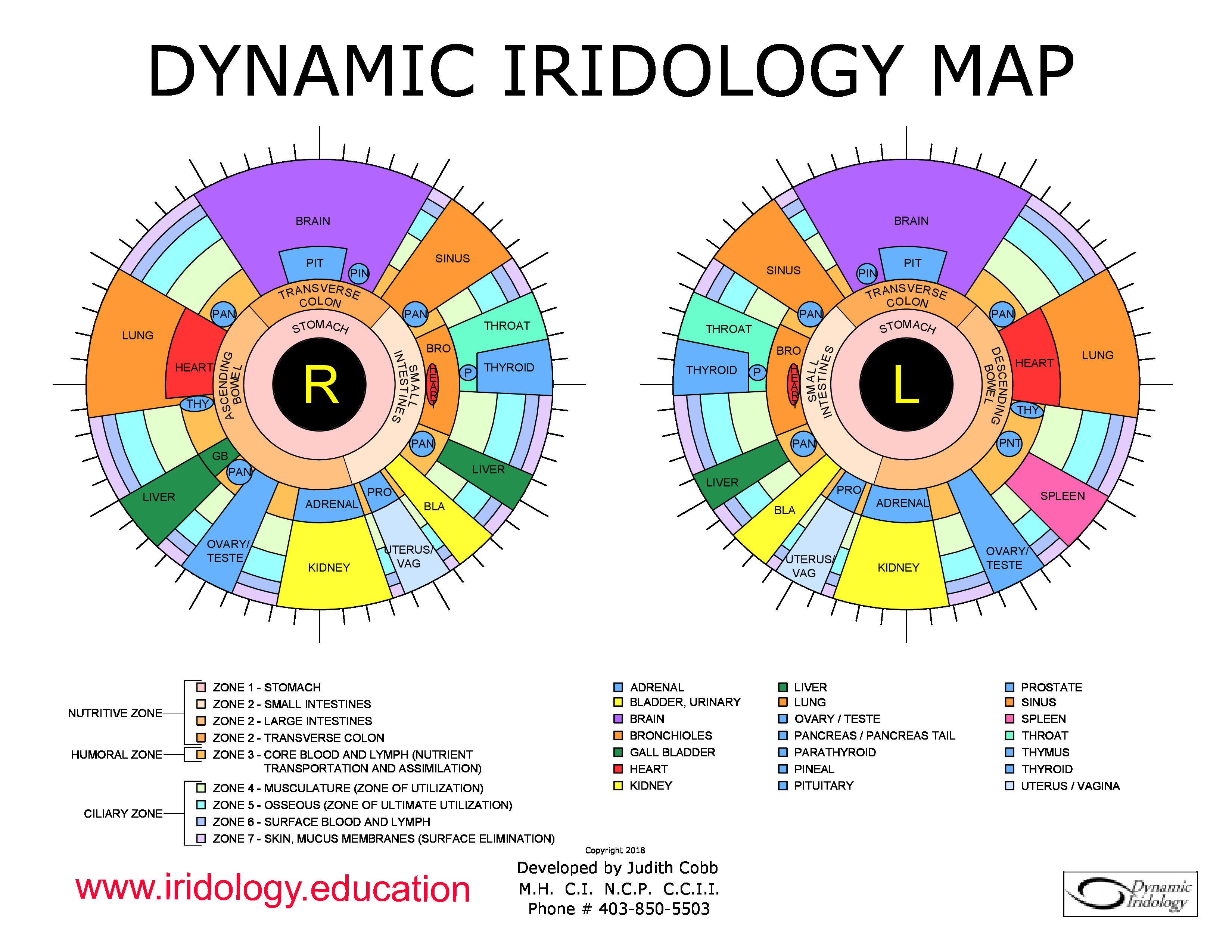 constitutional iridology map