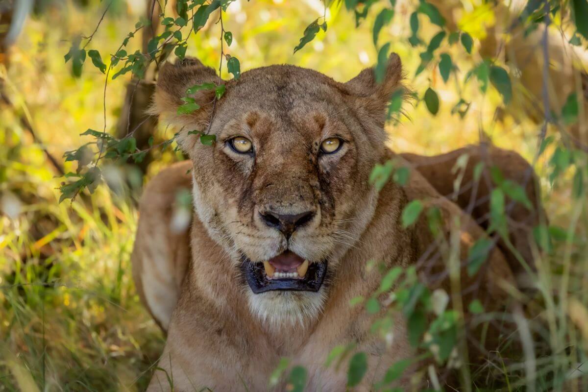 Hot Air Balloon Safari