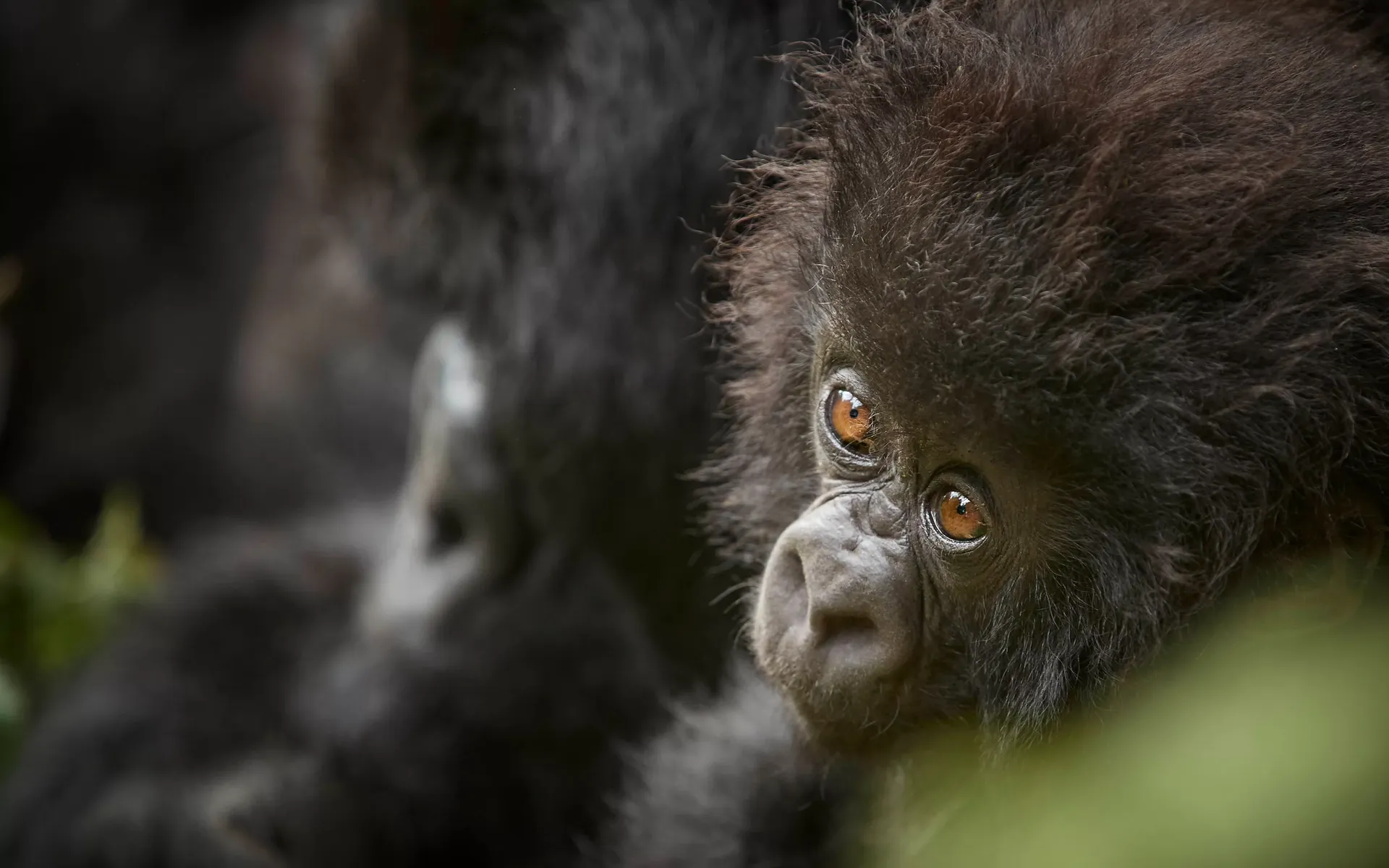 Mountain Gorilla — Rwanda