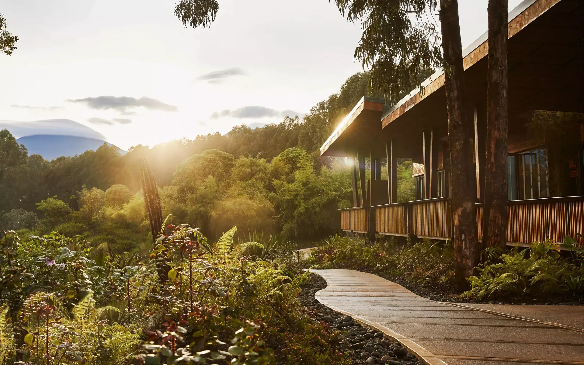 Rainforest Surrounds