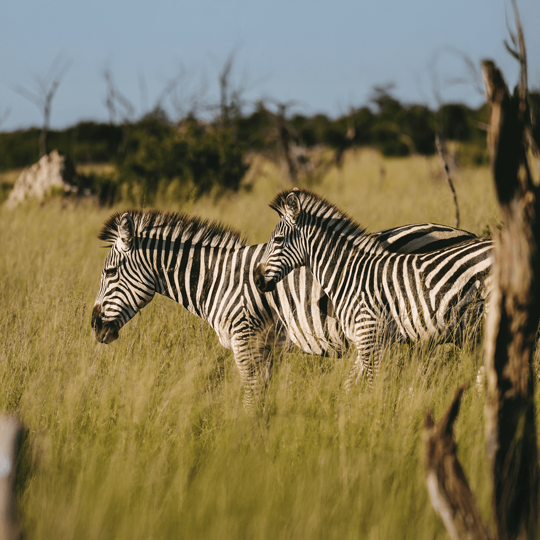 Masai Mara Great Migration