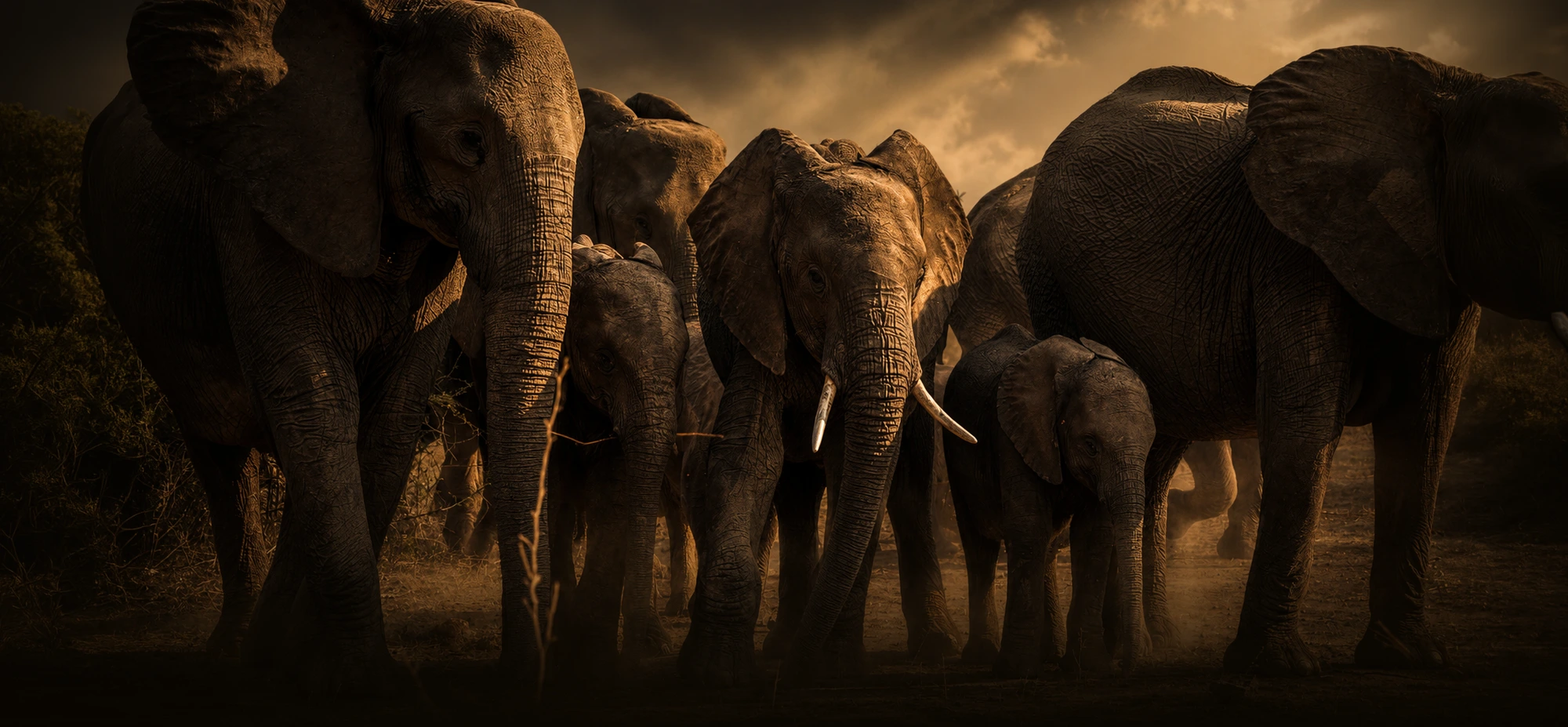 Kenya — Masai Mara Orthopaedics Summit