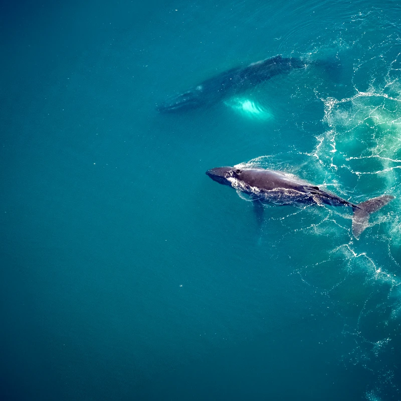 Whales and wildlife