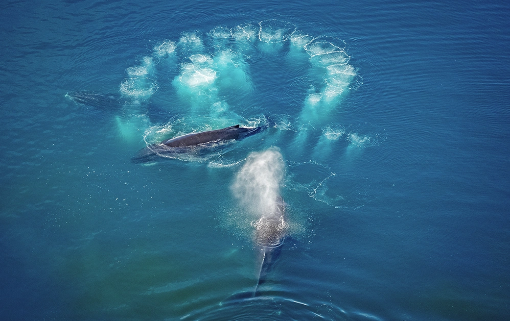 Antarctica expedition