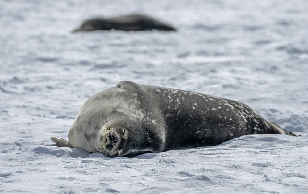 Antarctica expedition