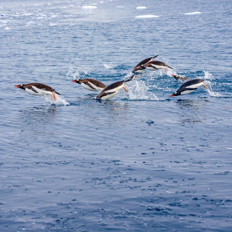Penguin colonies
