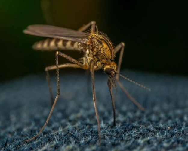 Mosquito Control in Houston