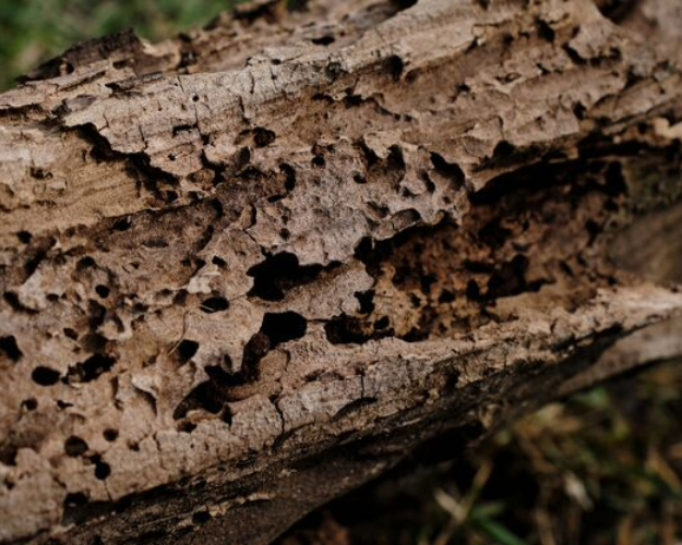 Termite Control in Houston