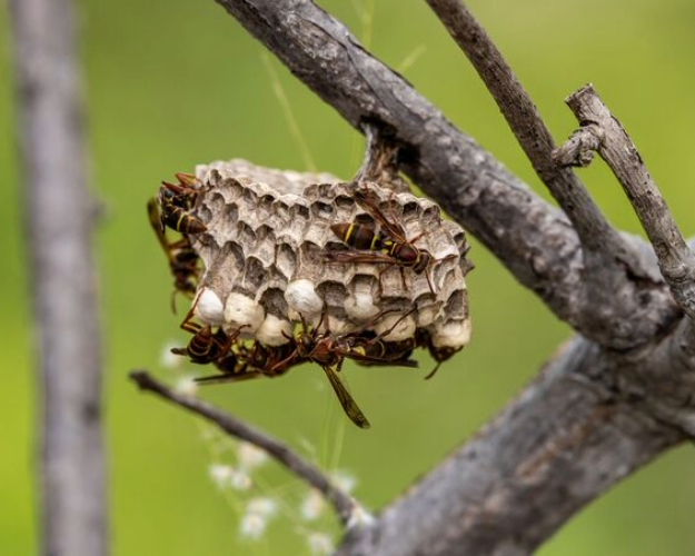 Bee, Hornet, & Wasp Control in Houston