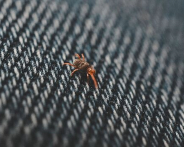 Flea Control in Houston