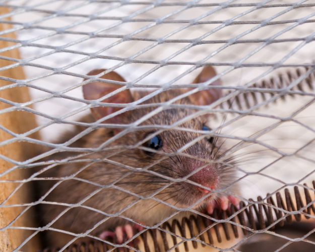 Mouse & Rat Control in Houston