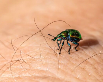 Tick Control in Houston