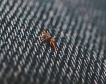 Flea Control in Houston
