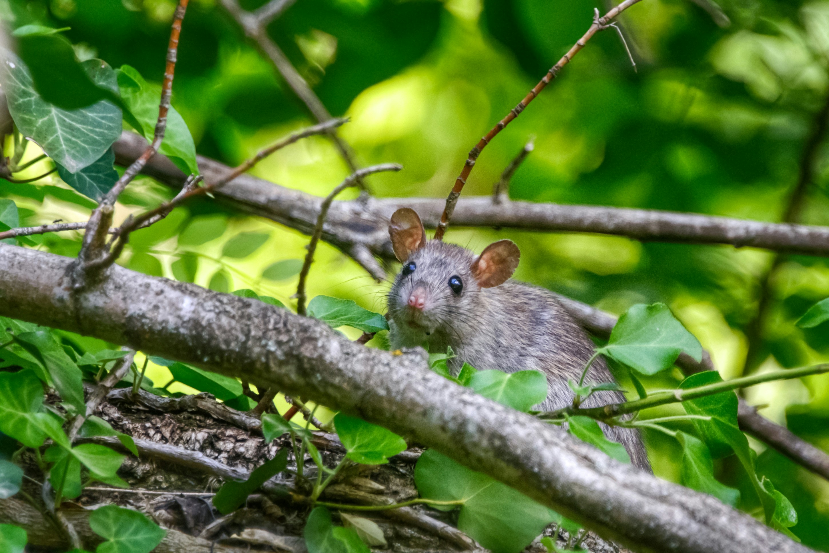 Flea Control Houston