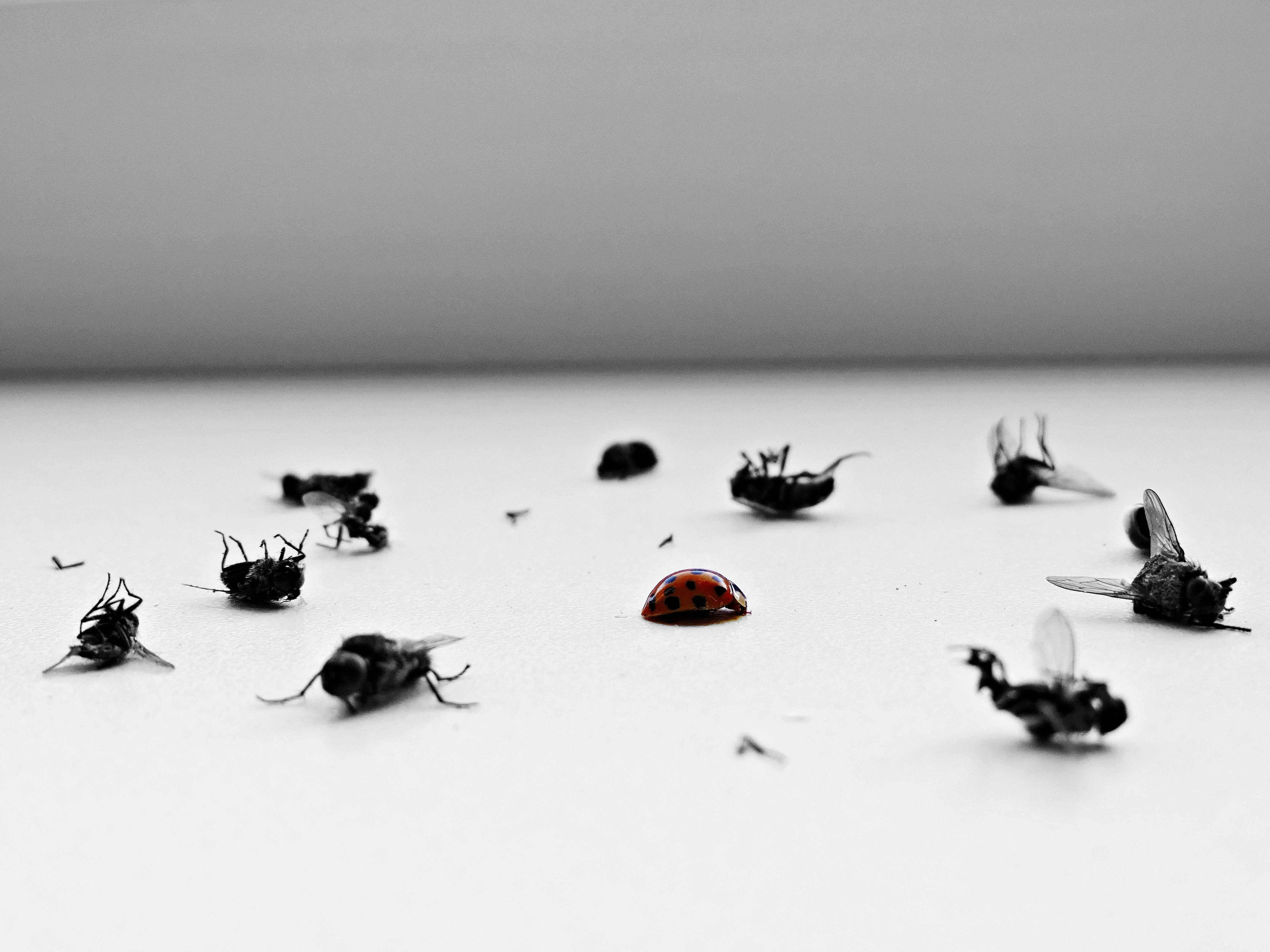 Mosquito Control 