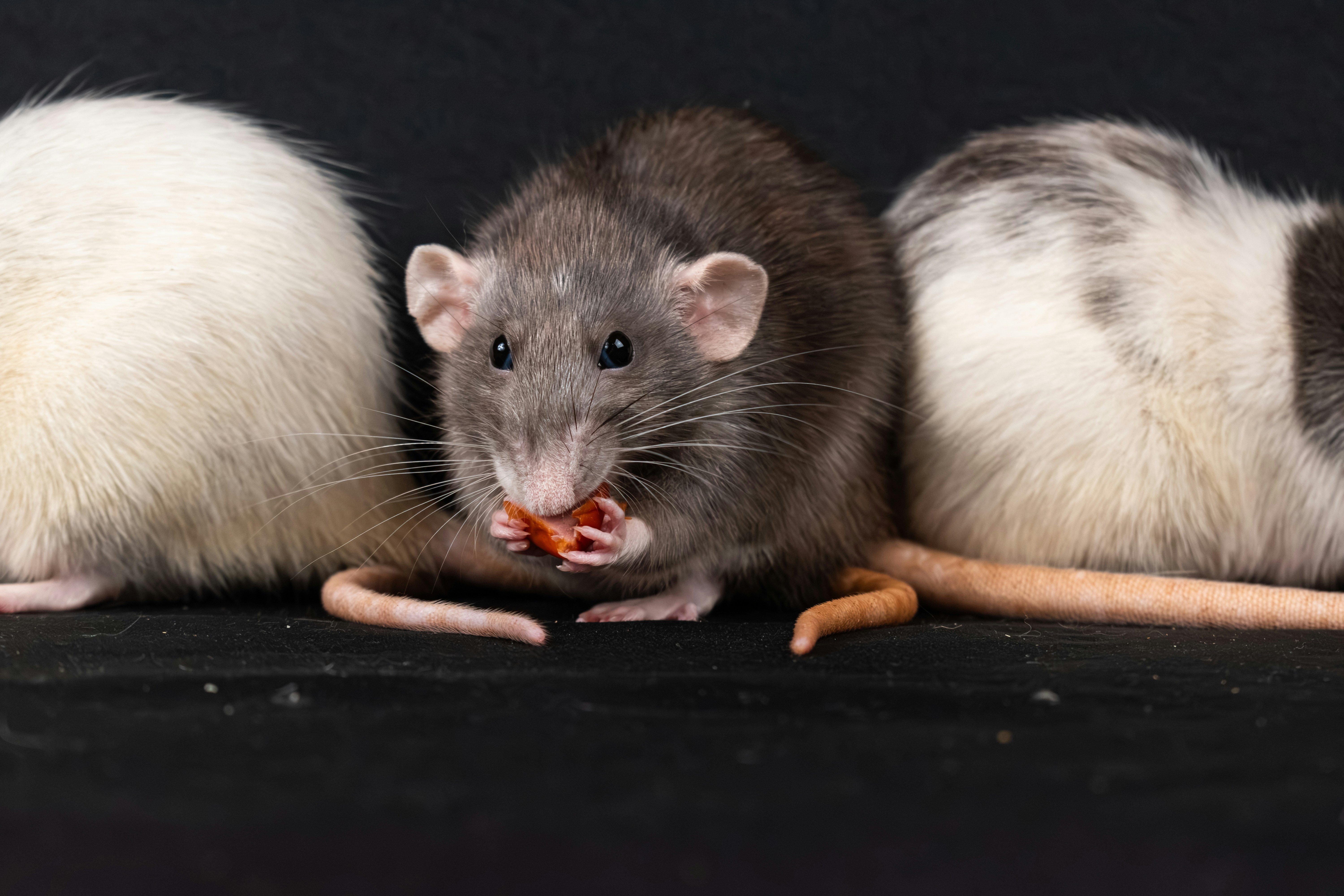 Pest Control Houston