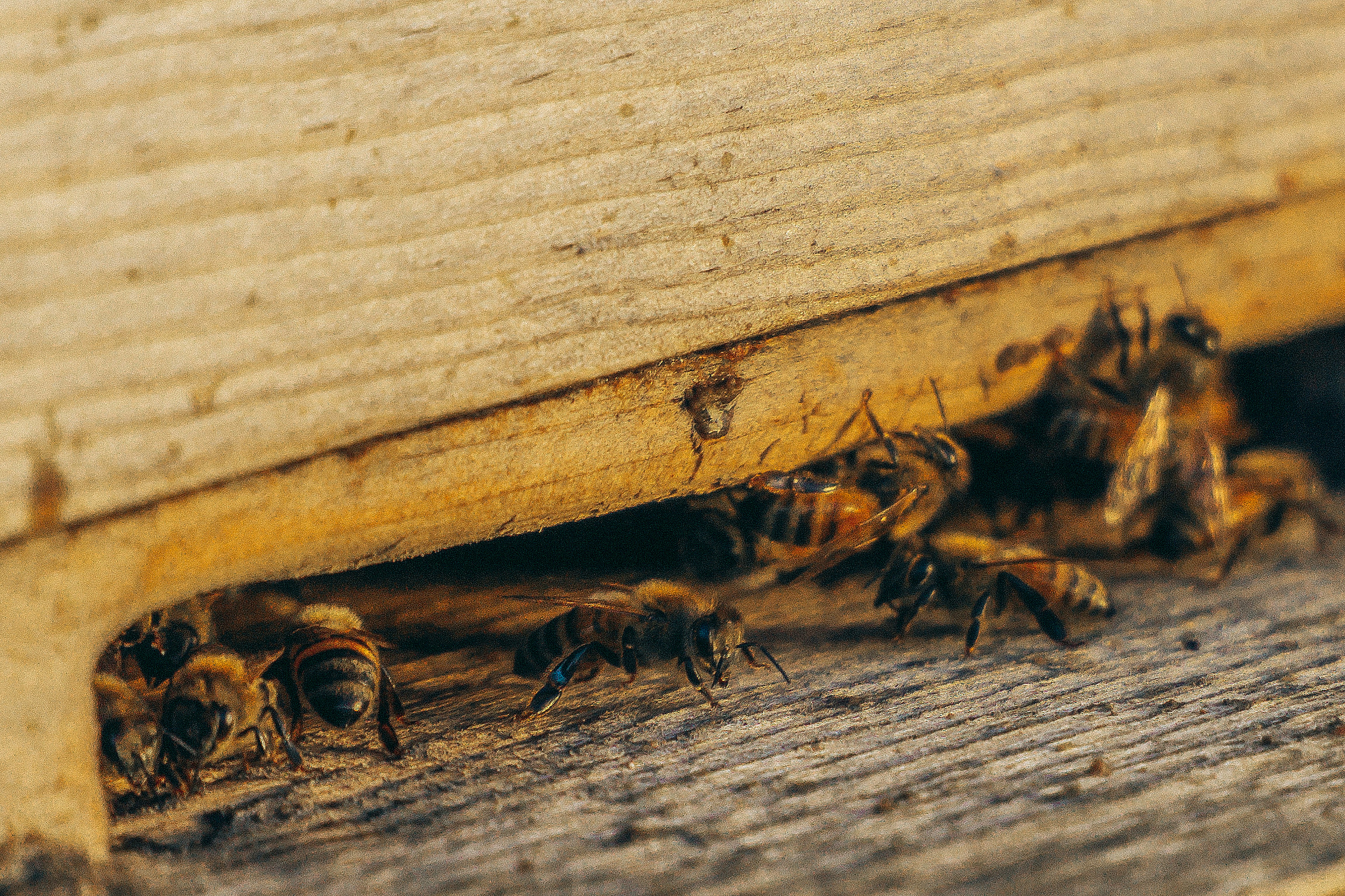 Pest Control Houston