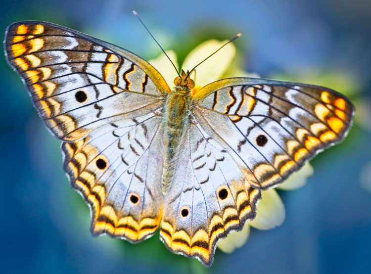 Beautiful butterfly against a blue background