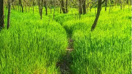 A narrow path through tall grass, symbolizing moving forward into the next stage of growth.