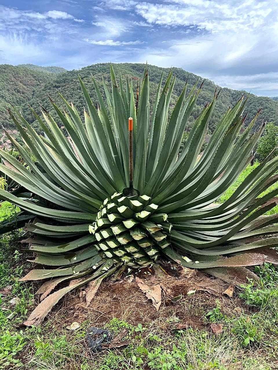 Sonora's Carbon y Sal