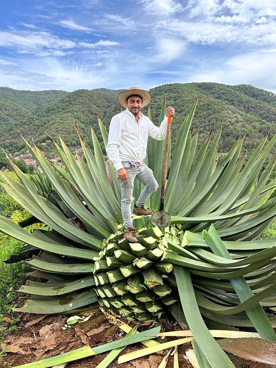 Agave Field
