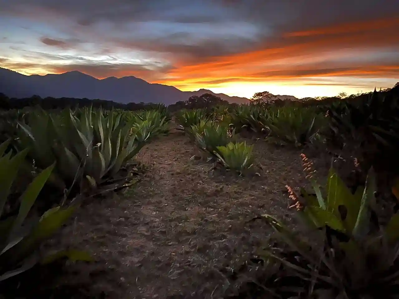 Agave Field