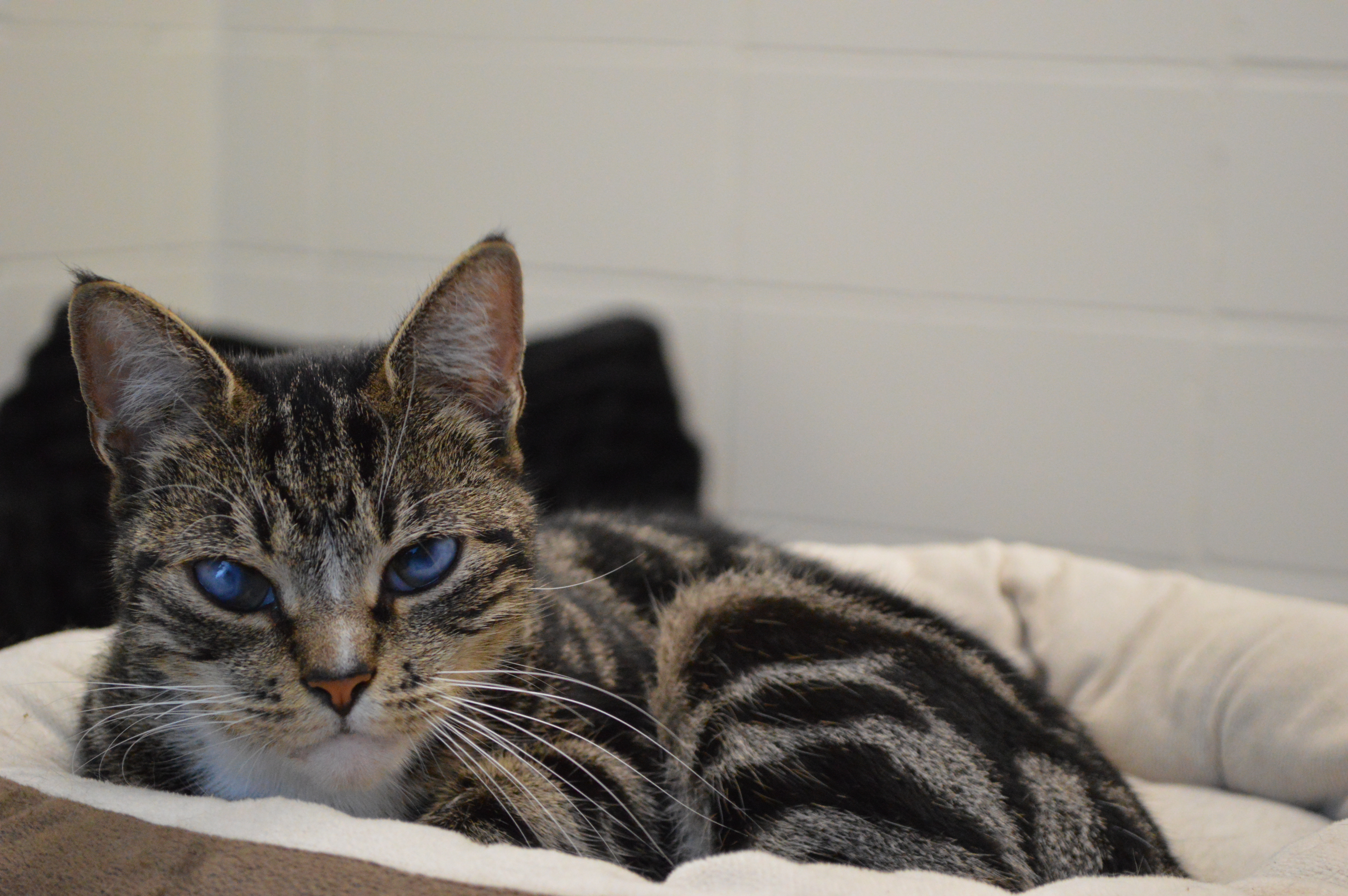 Calypso the cat