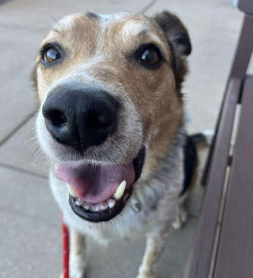 Cinnamon coonhound mix
