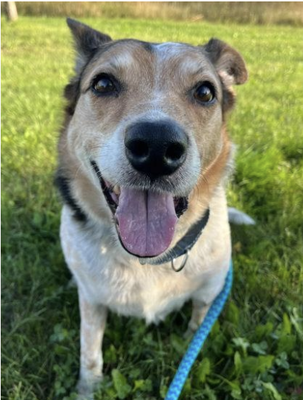 Cinnamon available for adoption