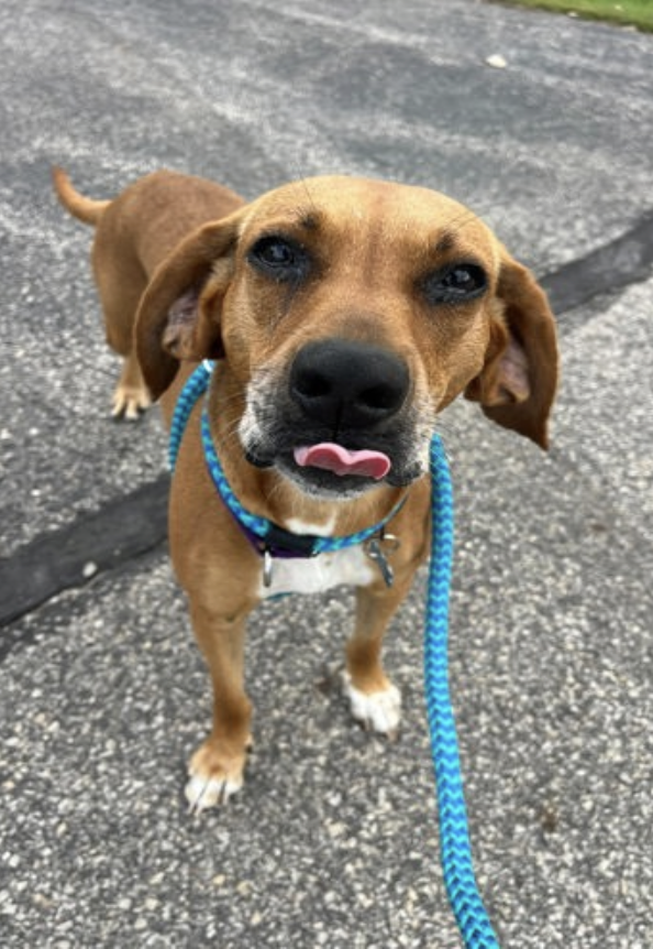Opie available for adoption