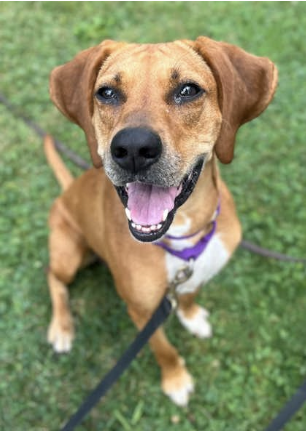 Opie senior rescue dog