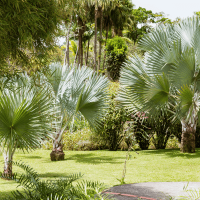 Landscape Design in Fort Myers