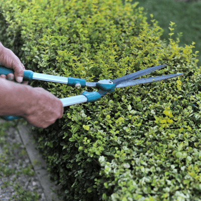 Plant Installation in Buckingham