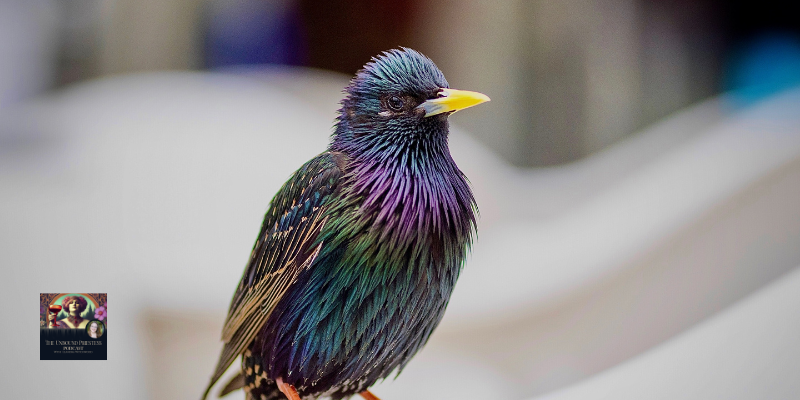 Starling - The Magick Kitchen