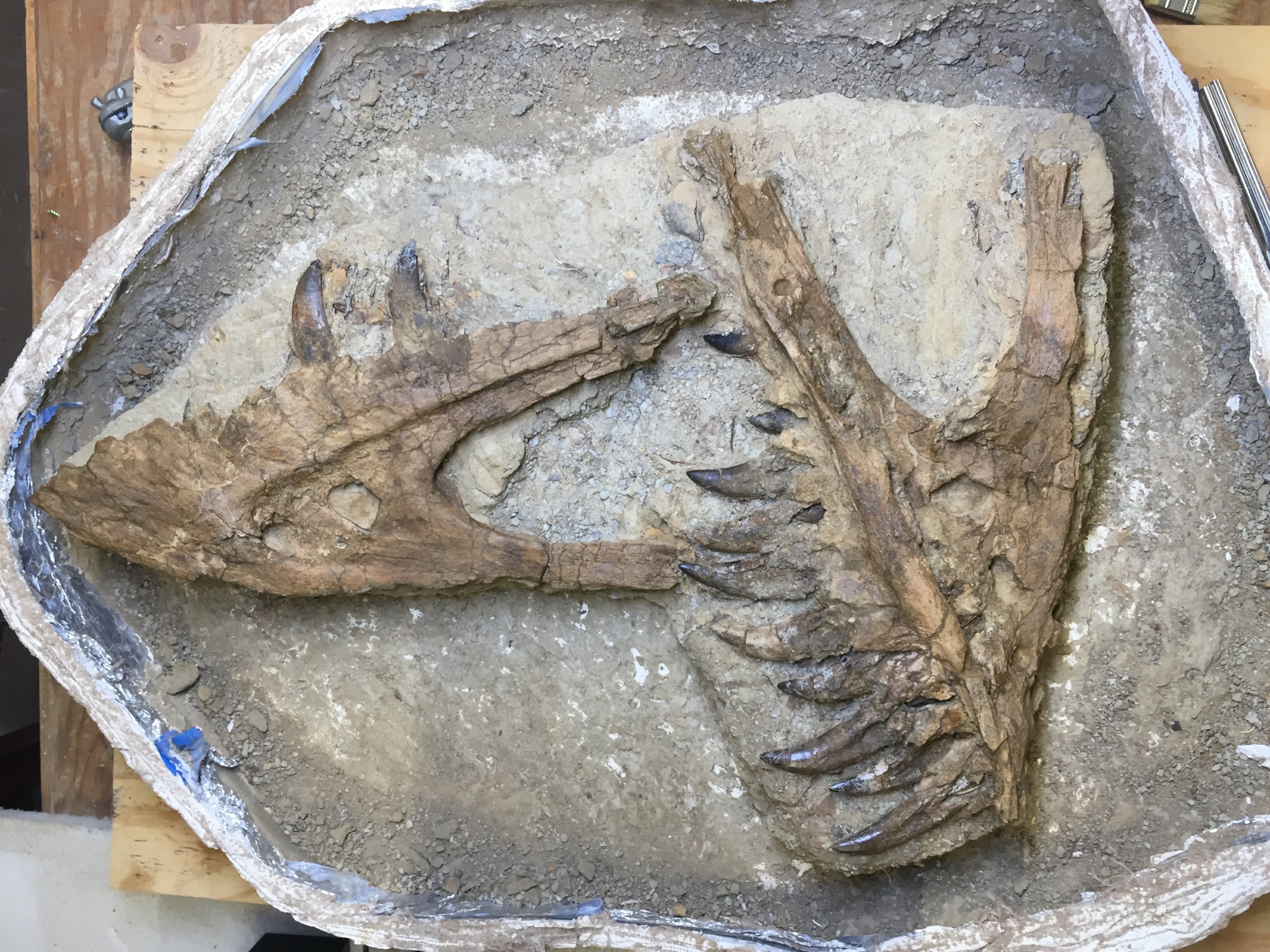 Fossil specimen.