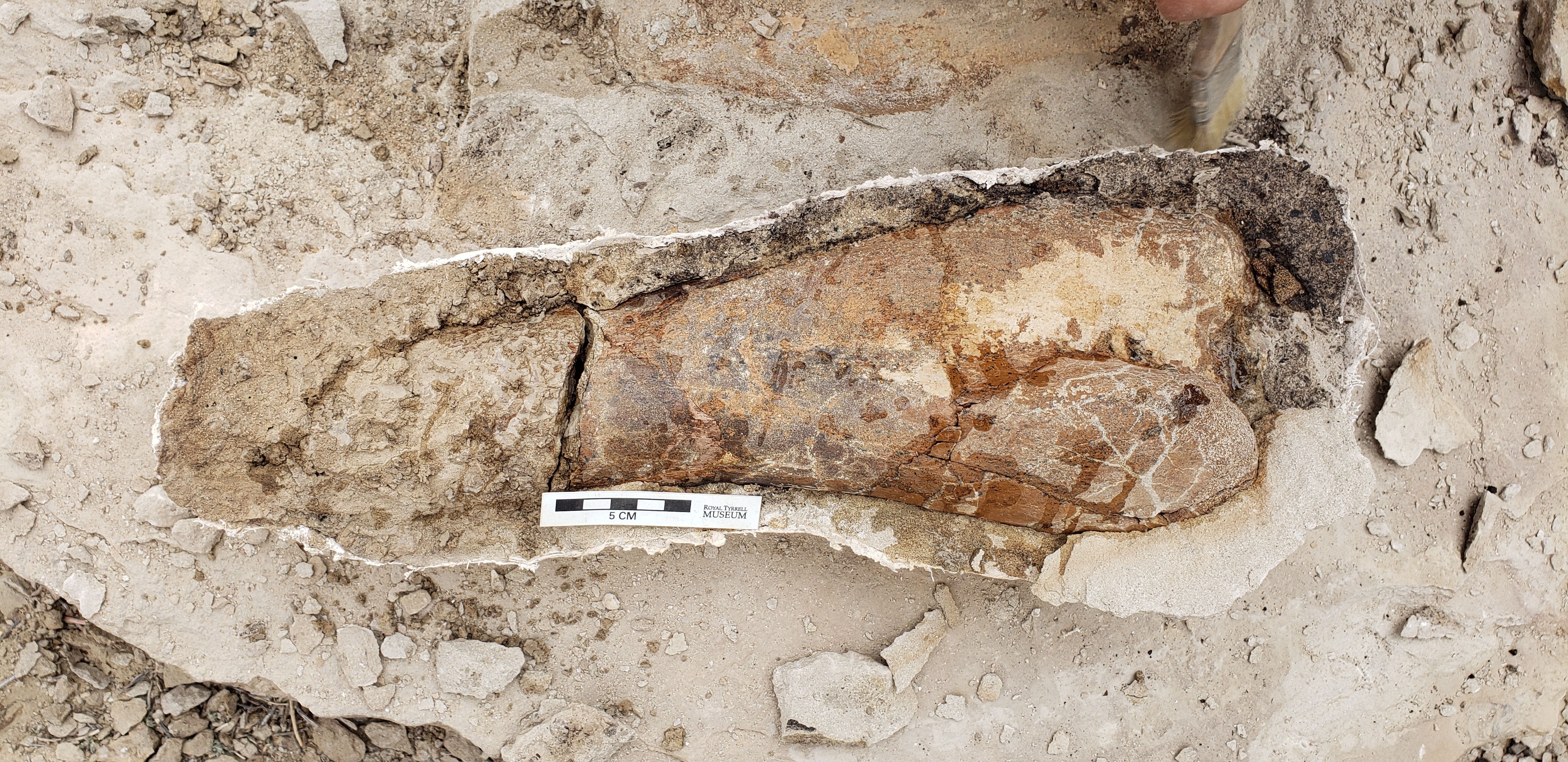 Nanotyrannus skull, the subject of a long-running paleontology debate.