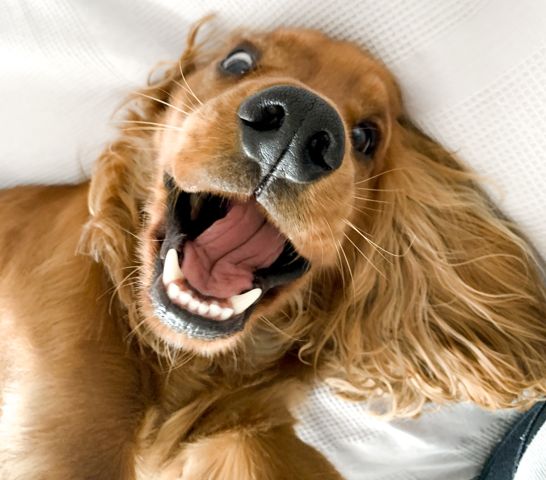 Happy dog owner with her dog, peace of mind with Green Acres Pet Ranch